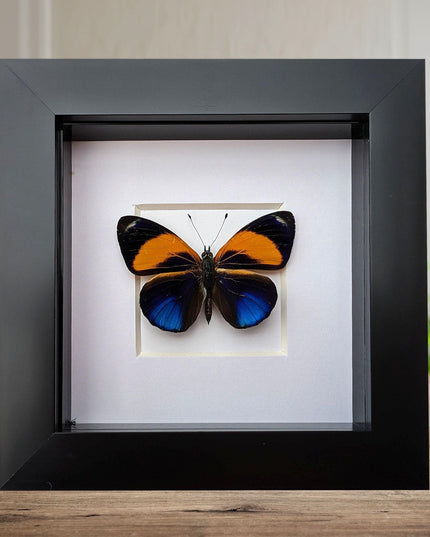 Framed Dotted Glory Butterfly, Asterope markii davisii, Peru Taxidermy Specimen