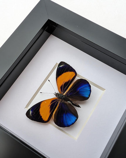Framed Dotted Glory Butterfly, Asterope markii davisii, Peru Taxidermy Specimen