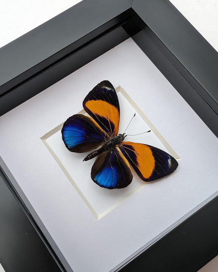 Framed Dotted Glory Butterfly, Asterope markii davisii, Peru Taxidermy Specimen