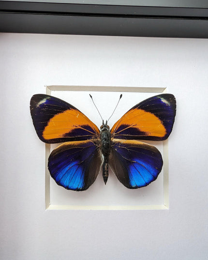 Framed Dotted Glory Butterfly, Asterope markii davisii, Peru Taxidermy Specimen
