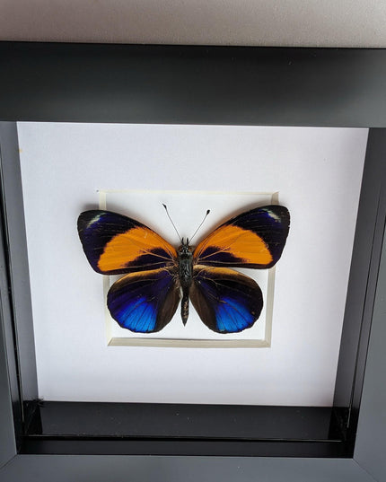 Framed Dotted Glory Butterfly, Asterope markii davisii, Peru Taxidermy Specimen