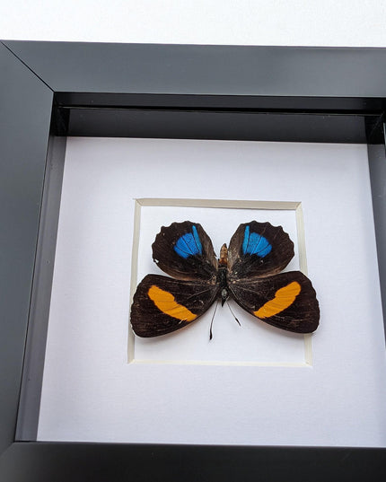 Framed Dotted Glory Butterfly, Asterope markii davisii, Peru Taxidermy Specimen