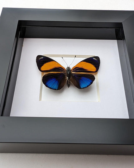 Framed Dotted Glory Butterfly, Asterope markii davisii, Peru Taxidermy Specimen