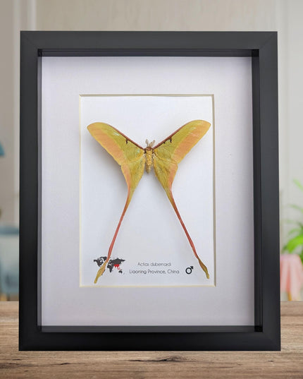 Framed chinese moon moth taxidermy: actias dubernardi entomology wall art