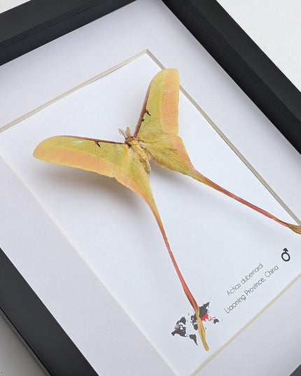 Framed chinese moon moth taxidermy: actias dubernardi entomology wall art