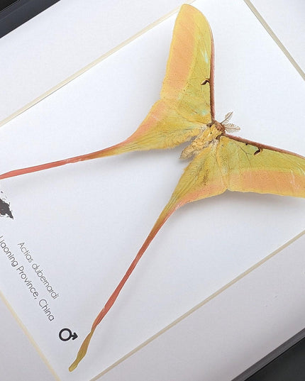 Framed chinese moon moth taxidermy: actias dubernardi entomology wall art