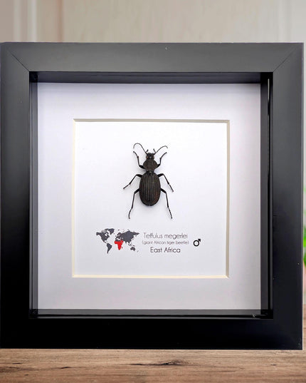 Framed Giant African Tiger Beetle Taxidermy Display (6x6)