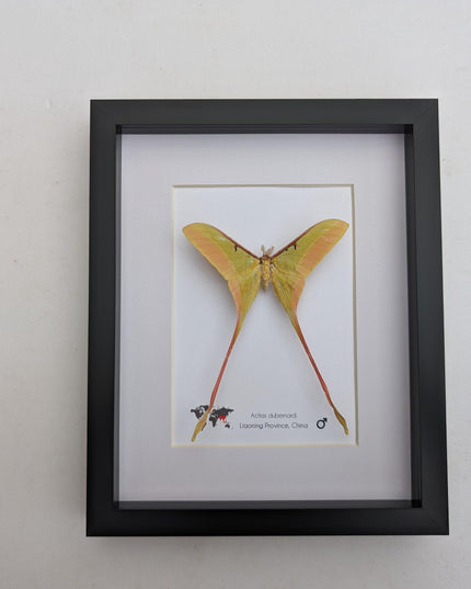 Framed chinese moon moth taxidermy: actias dubernardi entomology wall art