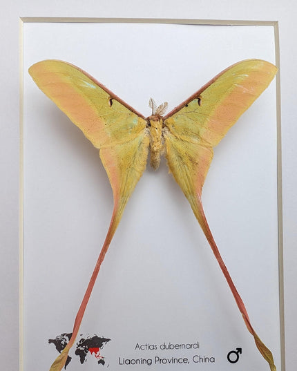 Framed chinese moon moth taxidermy: actias dubernardi entomology wall art