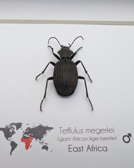 Framed Giant African Tiger Beetle Taxidermy Display (6x6)
