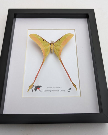 Framed chinese moon moth taxidermy: actias dubernardi entomology wall art