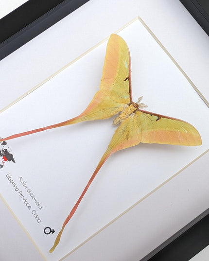 Framed chinese moon moth taxidermy: actias dubernardi entomology wall art