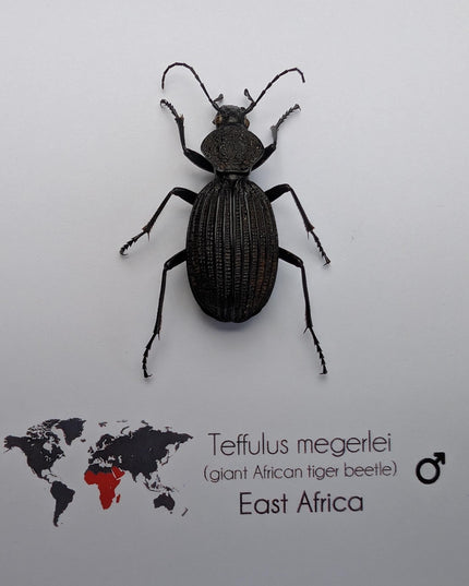 Framed Giant African Tiger Beetle Taxidermy Display (6x6)