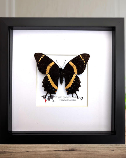 Papilio garamas abderus male, the two-tailed swallowtail,oaxaca, mexico. frame 8" x 8"