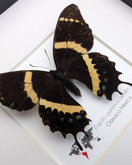 Papilio garamas abderus male, the two-tailed swallowtail,oaxaca, mexico. frame 8" x 8"