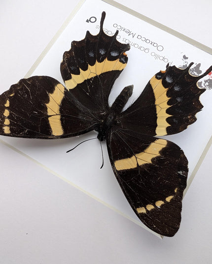 Papilio garamas abderus male, the two-tailed swallowtail,oaxaca, mexico. frame 8" x 8"