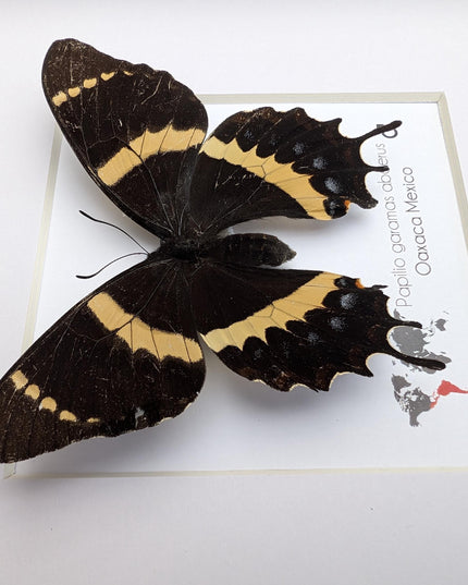 Papilio garamas abderus male, the two-tailed swallowtail,oaxaca, mexico. frame 8" x 8"