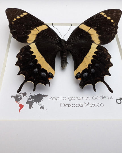 Papilio garamas abderus male, the two-tailed swallowtail,oaxaca, mexico. frame 8" x 8"