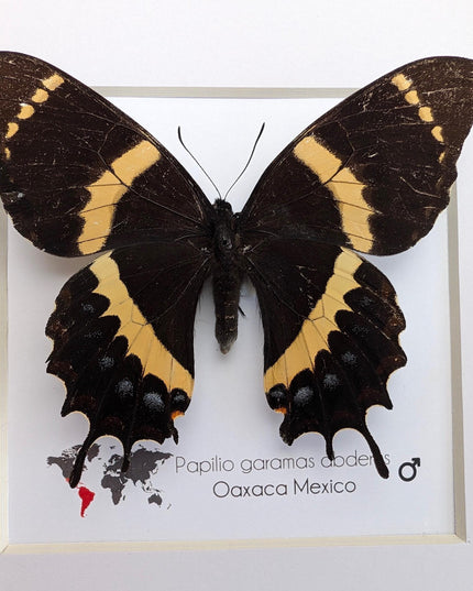 Papilio garamas abderus male, the two-tailed swallowtail,oaxaca, mexico. frame 8" x 8"