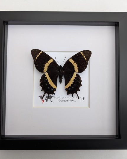 Papilio garamas abderus male, the two-tailed swallowtail,oaxaca, mexico. frame 8" x 8"