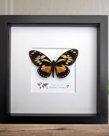Framed Ascolius Swallowtail Taxidermy, Ethically Sourced Butterfly Display