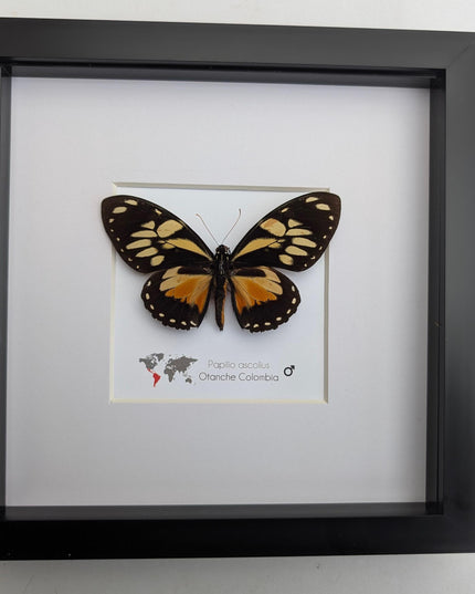 Framed Ascolius Swallowtail Taxidermy, Ethically Sourced Butterfly Display