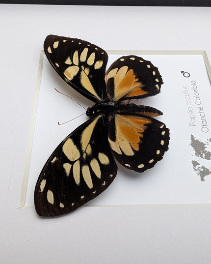 Framed Ascolius Swallowtail Taxidermy, Ethically Sourced Butterfly Display