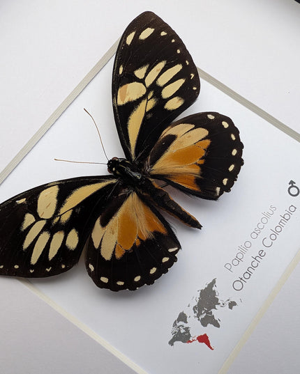 Framed Ascolius Swallowtail Taxidermy, Ethically Sourced Butterfly Display