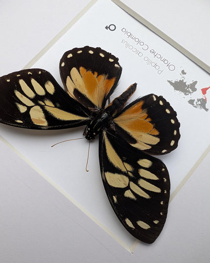 Framed Ascolius Swallowtail Taxidermy, Ethically Sourced Butterfly Display