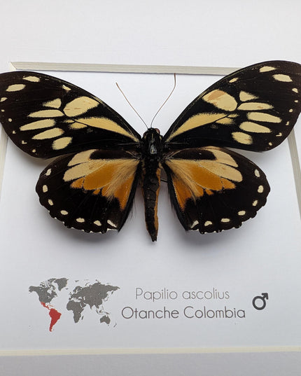 Framed Ascolius Swallowtail Taxidermy, Ethically Sourced Butterfly Display