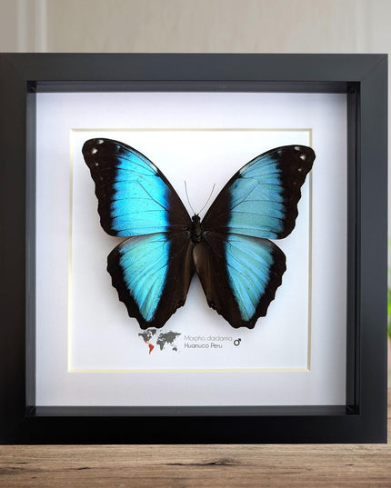 Framed morpho butterfly display: ethically sourced entomology wall art