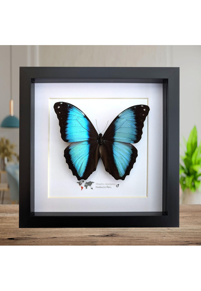 Framed morpho butterfly display: ethically sourced entomology wall art