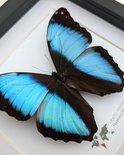 Framed morpho butterfly display: ethically sourced entomology wall art
