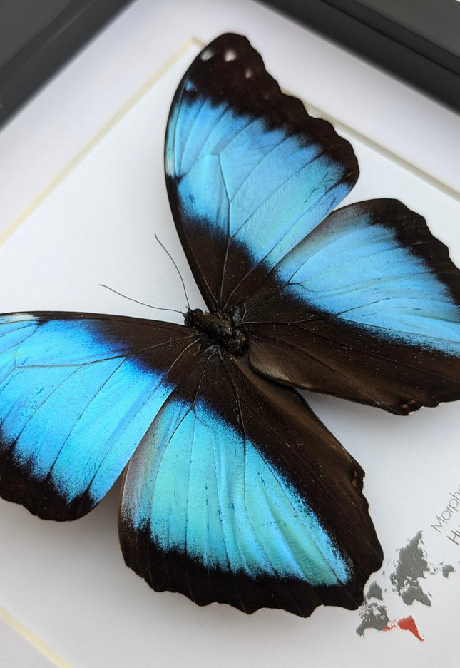 Framed morpho butterfly display: ethically sourced entomology wall art