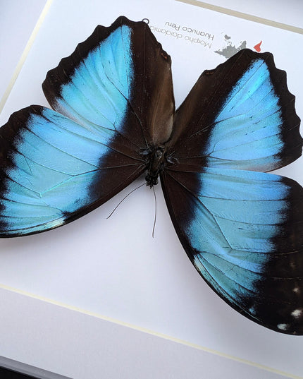 Framed morpho butterfly display: ethically sourced entomology wall art