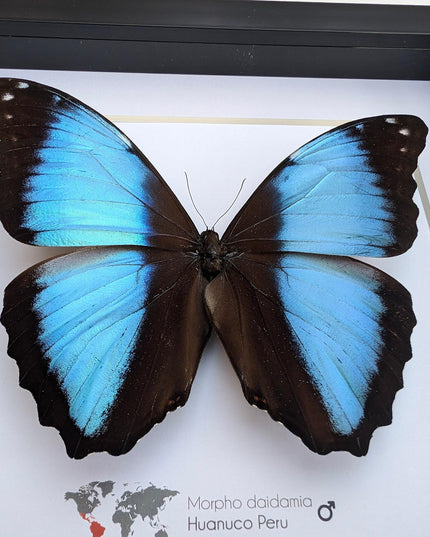 Framed morpho butterfly display: ethically sourced entomology wall art