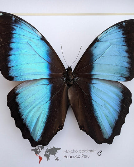 Framed morpho butterfly display: ethically sourced entomology wall art