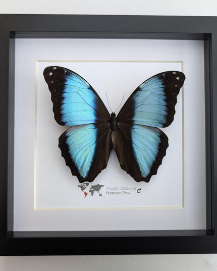 Framed morpho butterfly display: ethically sourced entomology wall art