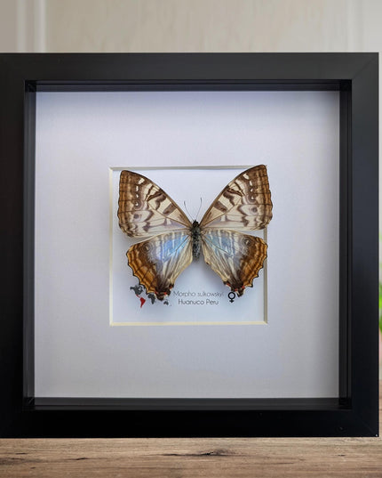 Framed morpho butterfly: sulkowsky's mother of pearl neotropical decor (8x8)