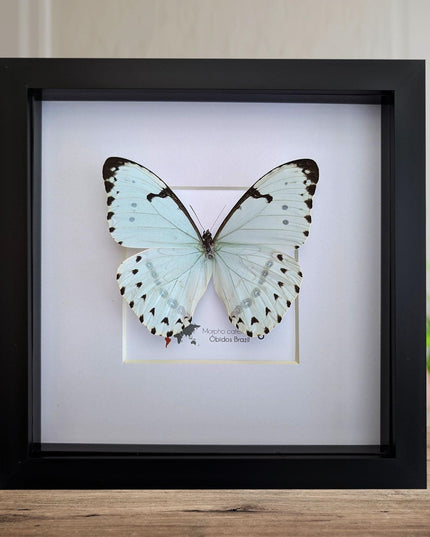 Framed Opalescent Blue Morpho Butterfly, Taxidermy Entomology Wall Art