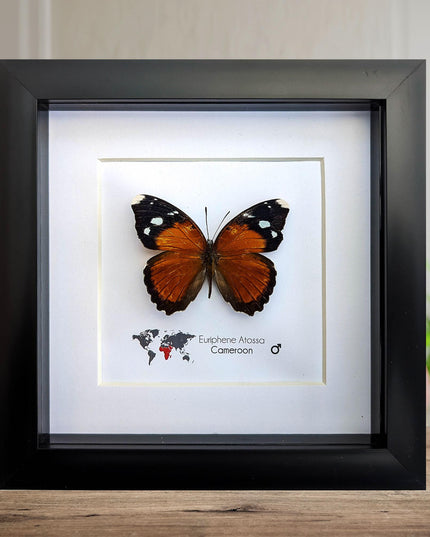 Eurphene atossa,  the atossa nymph,  framed butterfly, taxidermy moth art, and entomology present