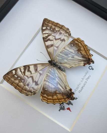 Framed morpho butterfly: sulkowsky's mother of pearl neotropical decor (8x8)