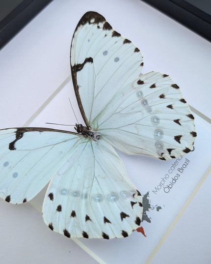 Framed Opalescent Blue Morpho Butterfly, Taxidermy Entomology Wall Art