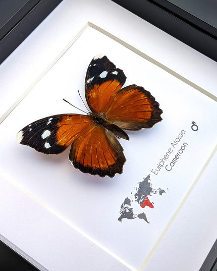 Eurphene atossa,  the atossa nymph,  framed butterfly, taxidermy moth art, and entomology present