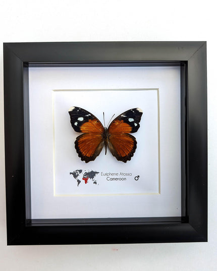 Eurphene atossa,  the atossa nymph,  framed butterfly, taxidermy moth art, and entomology present