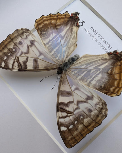 Framed morpho butterfly: sulkowsky's mother of pearl neotropical decor (8x8)