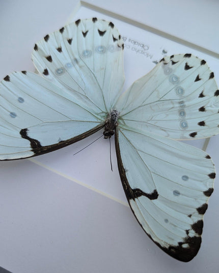 Framed Opalescent Blue Morpho Butterfly, Taxidermy Entomology Wall Art