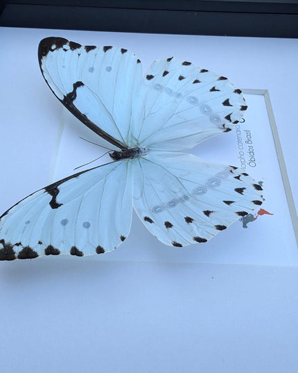 Framed Opalescent Blue Morpho Butterfly, Taxidermy Entomology Wall Art