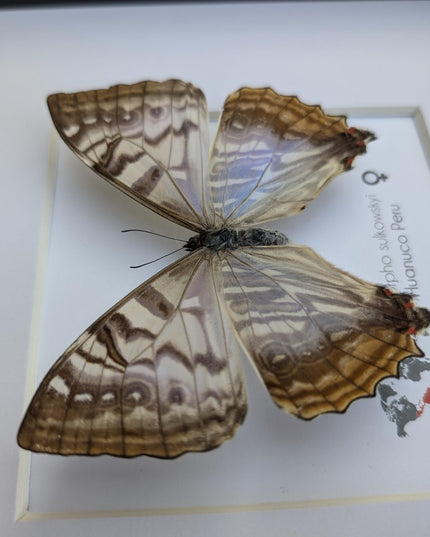 Framed morpho butterfly: sulkowsky's mother of pearl neotropical decor (8x8)