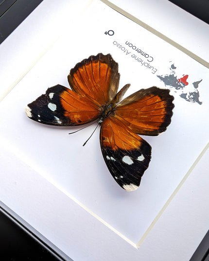 Eurphene atossa,  the atossa nymph,  framed butterfly, taxidermy moth art, and entomology present